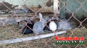Хатлон. Парвариши харгӯш дар хоҷагии ҷангал