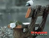 Иқдоми шоистаи таҳсин