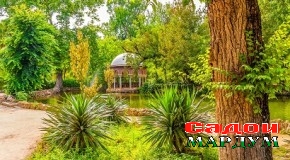 Дарахтон моро мехӯронанд, мепӯшонанд ва табобат мекунанд