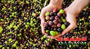 Дар Ҷайҳун парвариши зайтун ба роҳ монда шуд