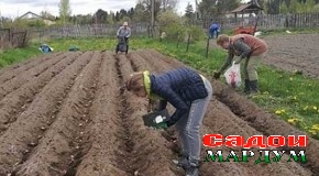 Дар Суғд майдони кишти картошка ду карат зиёд шуд