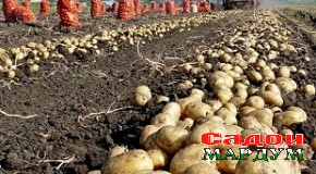 Рашт. Таваҷҷуҳи хос ба картошкапарварӣ