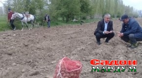 Шаҳристон. Майдони кишти картошка зиёд мешавад