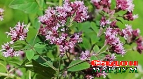 Чаро туркҳо ба хӯроки аз гӯшти гӯсфанд тайёрмекардаашон кокутӣ меандозанд?
