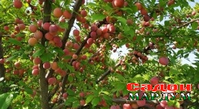 Содироти 100 тонна олу ба хориҷи кишвар