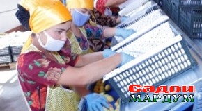 Боғдорони Ашт нақшаи содироти меваро иҷро карданд