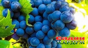 Шуҳрати токпарварони Муъминобод кай барқарор мегардад?