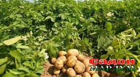 Рашт. Соҳаи кишоварзӣ рушд меёбад