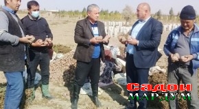 Шаҳристон. Мақсад — истеҳсоли 30 ҳазор тонна картошка