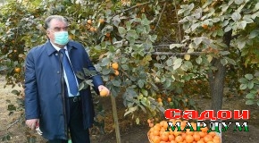 Сафари кории Пешвои миллат ба вилояти Суғд