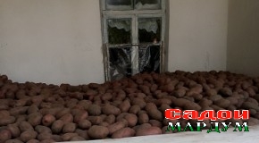 Ҳосилнокии картошкаро чӣ гуна зиёд кардан мумкин аст?