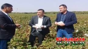 Конибодомиҳо дар сафи пеш