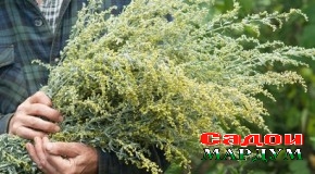 Оё нӯшобаи тахач давои коронавирус аст?
