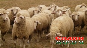 Ба Қазоқистон аз хориҷа чӯпон меоранд