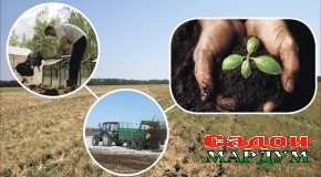 Чӣ тавр гавҳари аз тилло ҳам қиматро метавон ҳифз кард?