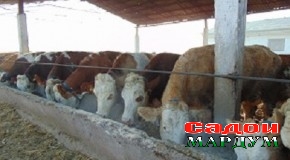 Ғизои хушсифат-асоси маҳсулнокии чорво