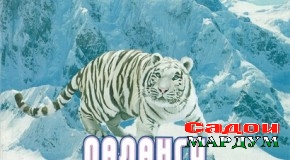 «Паланги қуллаҳои барфпӯш»