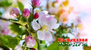 Cарҷуфтӣ ба эҳё ниёз дорад