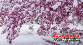 Имсол ҳам гули зардолуро сармо зад?