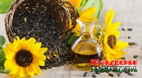 Равғани арзону асали фаровон аз як зироат