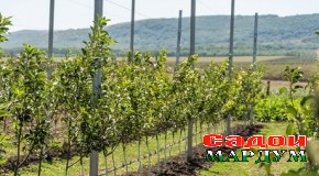 Бунёди 10 гектар боғи интенсивӣ