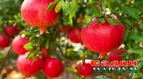 Эҳёи навъи аноре, ки дар борааш «Огонёк» матлаб чоп кардааст
