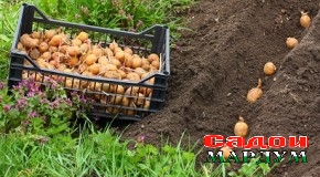 Нуробод. Кишти картошка зиёд гардид