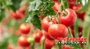 Помидори ваксинадор бар зидди COVID – 19