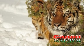 Асрори шоҳпаланг