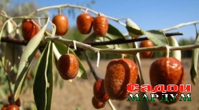 Гули санҷид
