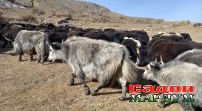 Айнӣ. Қутоспарварӣ бештар рушд хоҳад кард, агар…