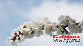 Ҷаҳон аз боди наврӯзӣ ҷавон шуд