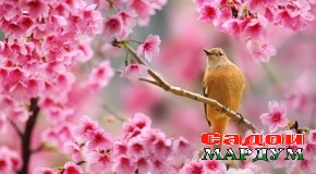 Наврӯз чанд рӯз?