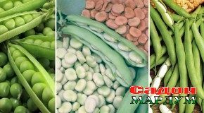 Лӯбиё ва аҳамияти он
