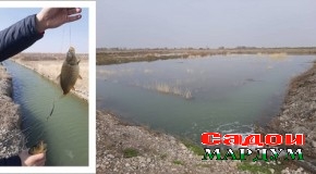 Моҳипарварӣ дар «Мирзочӯли тоҷик»