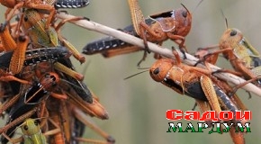 Ба Суғд аз куҷо малах меояд?