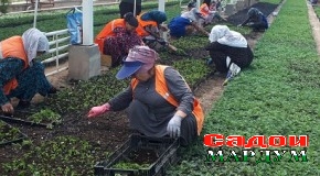 Сафобахши субҳу шоми Душанбе