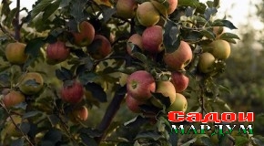 Боғро чӣ гуна метавон эмин нигоҳ дошт?