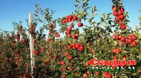 Шукуфоии боғот — аз файзу нусрати истиқлолият