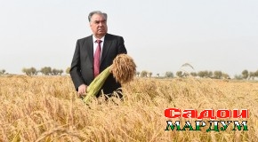 Як каф гандум