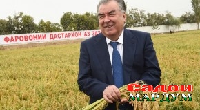 Ташрифи Президенти мамлакат муҳтарам Эмомалӣ Раҳмон ба Хоҷагии деҳқонии «Ислом» ва оғозбахшӣ ба ҷамъоварии ҳосили шолӣ