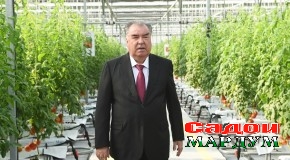 Пешвои миллат муҳтарам Эмомалӣ Раҳмон гармхонаи замонавии “Евро 6” мансуб ба ҶДММ “ММК Агро” ва боздид аз намоиши маҳсулоти гармхонаҳо дар ноҳияи Бобоҷон Ғафуровро мавриди баҳрабардорӣ қарор доданд