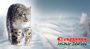 Бабри барфӣ. Ҷазо пурзур шуд, шикор кам мешавад?