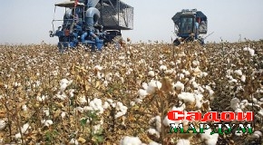 407327 тонна пахта ҷамъоварӣ шуд