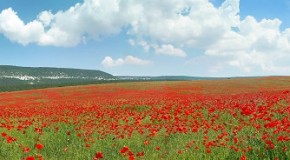 Натавон пеши раҳи партави хуршед гирифт