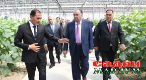 Шиносоии Пешвои миллат муҳтарам Эмомалӣ Раҳмон  бо парвариши сабзавот дар ноҳияи Бобоҷон Ғафуров