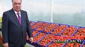 Боздиди Пешвои миллат муҳтарам Эмомалӣ Раҳмон аз гармхонаҳои Кооперативи истеҳсолии Муҳсиддин «Н» дар шаҳри Бохтар