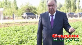 Шиносоии Пешвои миллат муҳтарам Эмомалӣ Раҳмон бо нашъунамои картошка дар Муассисаи давлатии “Хоҷагии ҷангали ба номи Саидаҳмад Карим”-и ноҳияи Ховалинг