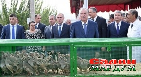 Боздиди Пешвои миллат муҳтарам Эмомалӣ Раҳмон аз нашъунамои боғҳои олуи сиёҳи содиротӣ, писта ва намоиши маҳсулоти кишоварзӣ дар ҶДММ “Заркорон”-и ноҳияи Муъминобод