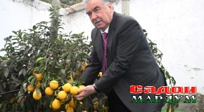 Боздиди Пешвои миллат муҳтарам Эмомалӣ Раҳмон аз гармхонаи парвариши лимон дар Кооперативи истеҳсолии “Сомон-Бохтар” дар ноҳияи Кӯшониёни вилояти Хатлон